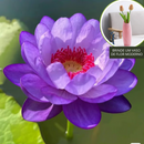 A flor de lótus da tigela sagrada de bonsai - [Brinde um Vaso de Flor Moderno]